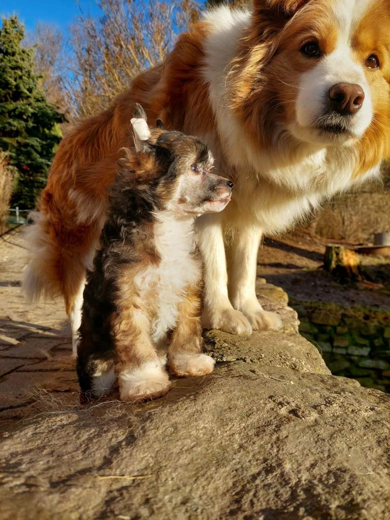 Čínský chocholatý pes - 6