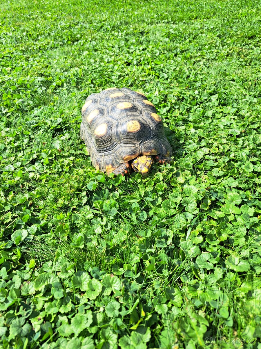 Želva Uhliřska - 6