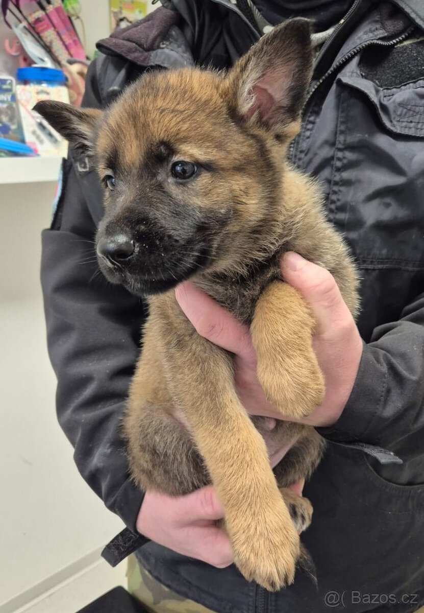 ŠTĚNĚ NĚMECKÝ OVČÁK - 6