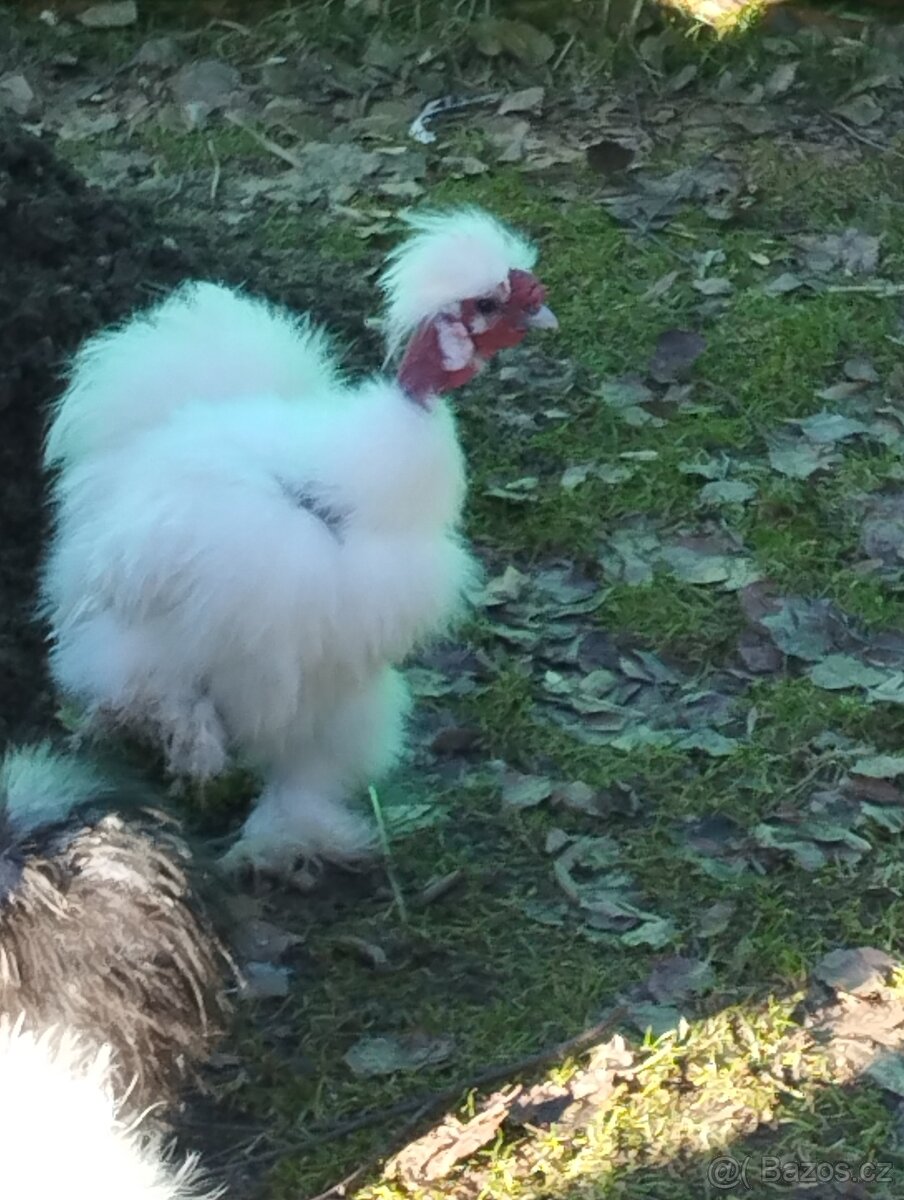 Hedvábnička dva holokrký kohouti - 6