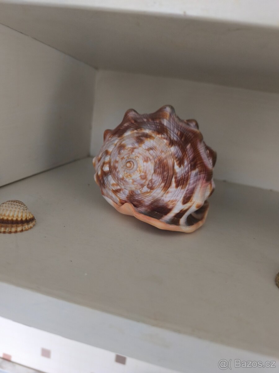 Mušle, fosilie - 6