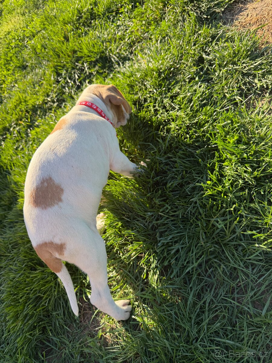 POINTER, stěňata bez P.P. - 6