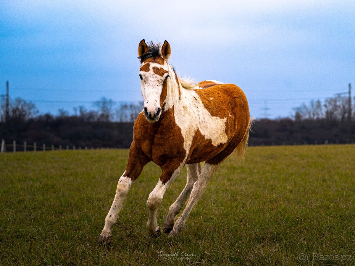 American Paint Horse - 6