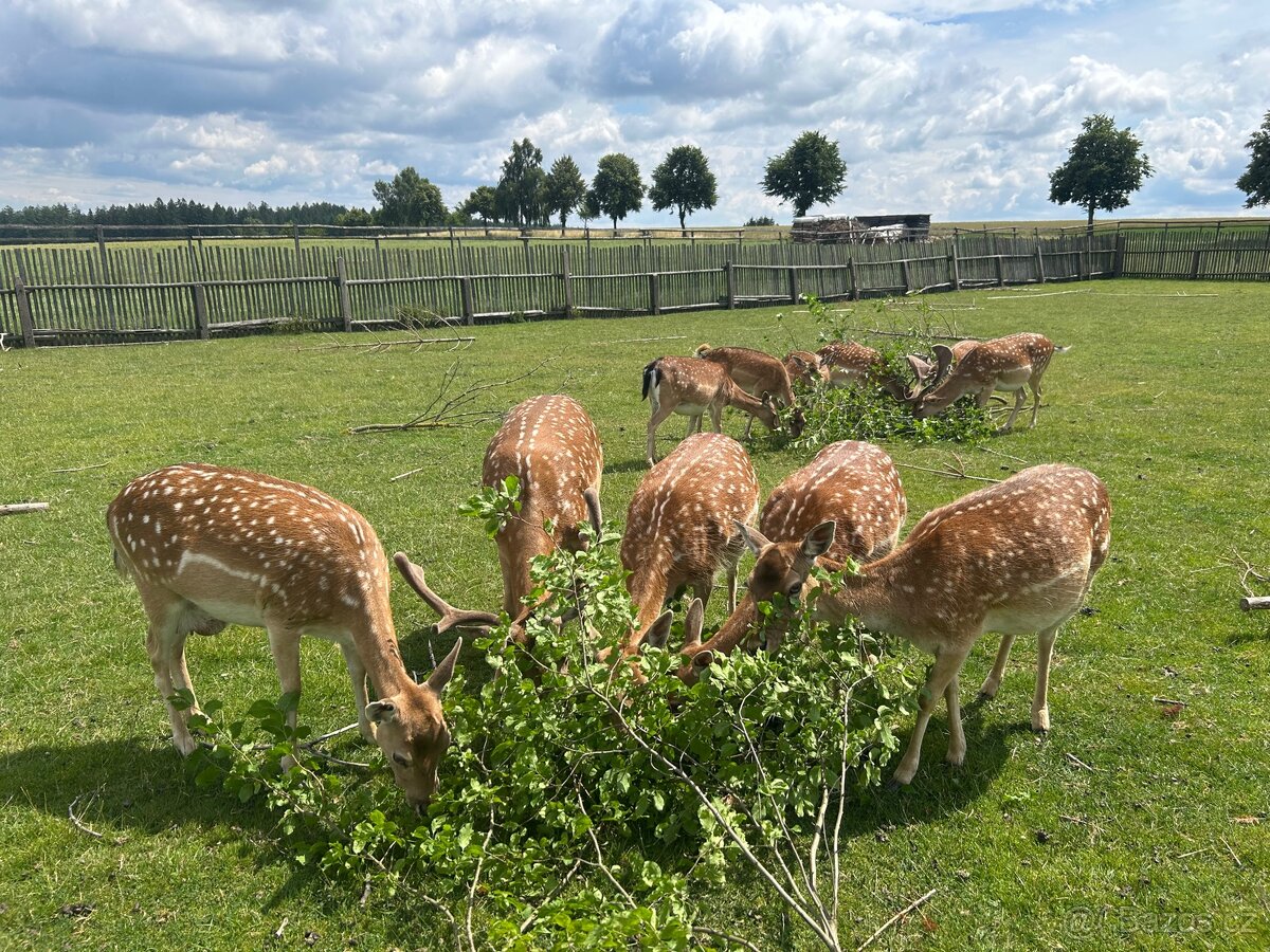 Dančí zvěř, dančata - 6