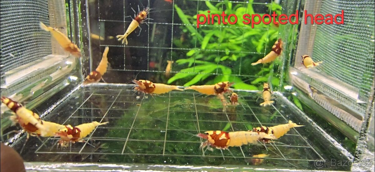 Krevetky caridina - 6