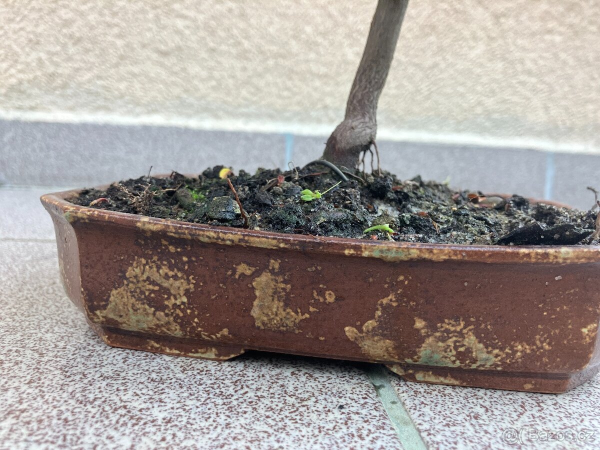 Bonsai, Bonsaj, japonský javor - 6