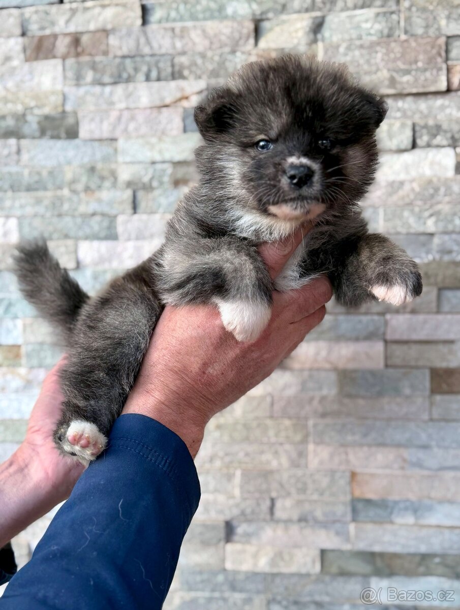 Akita Inu s průkazem původu (PP) - FCI & AKIHO - 6