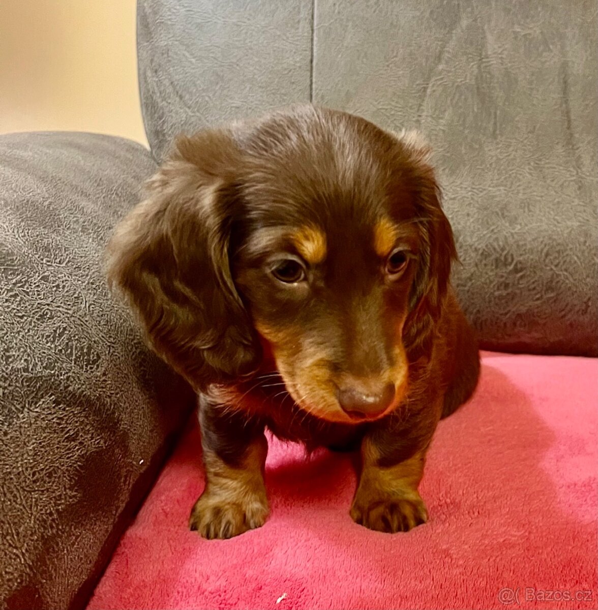 Jezevčík dlouhosrstý - 6