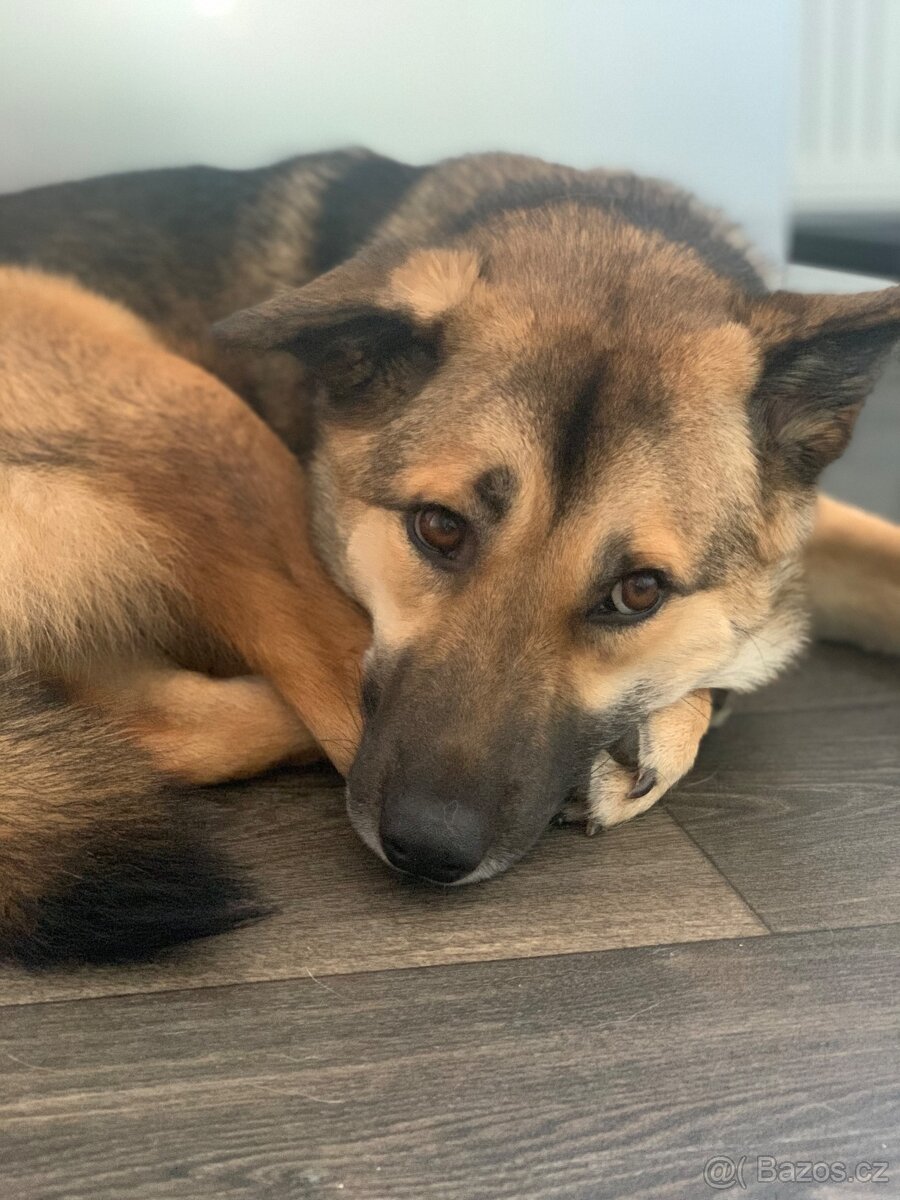 Daruji roční fenku - 6