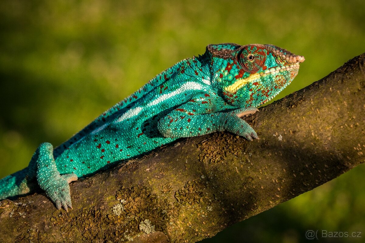 chameleon pardálí, terárium - 6