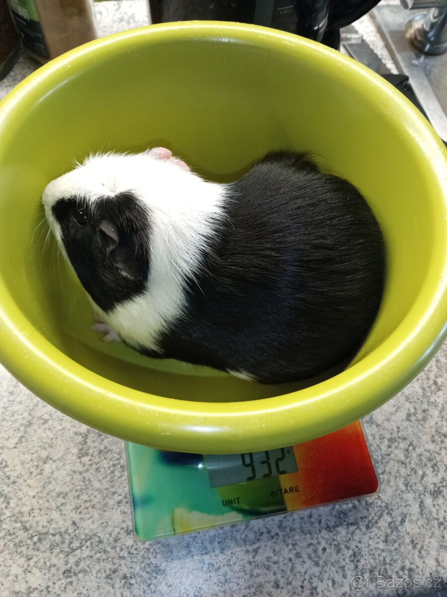 CUY (75%) Morčata - samečci - 6