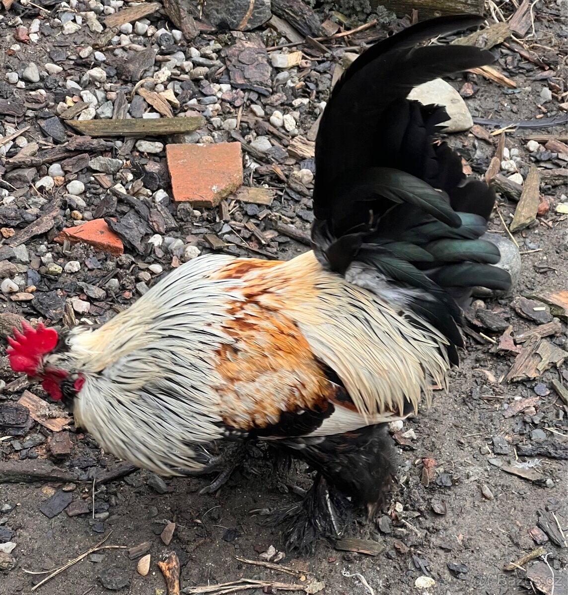 Kříženec araukany a hedvábničky - 6