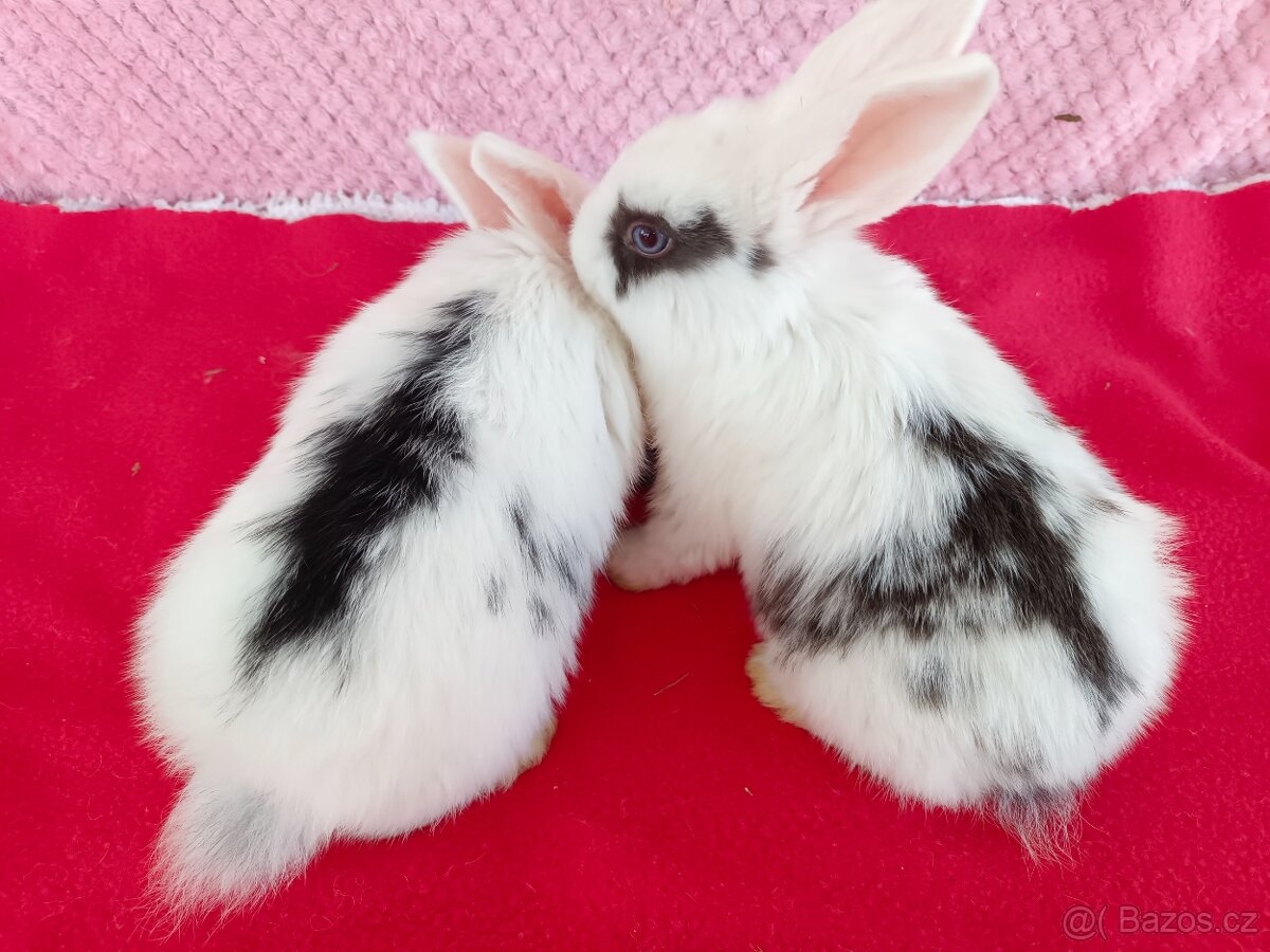 Zakrslý beránek - 6