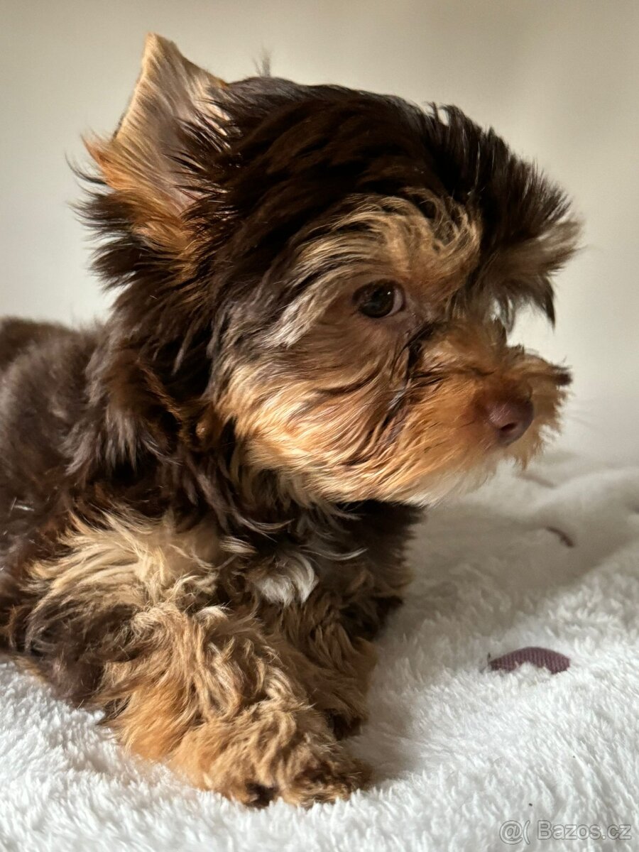 Jorkširský teriér s pp Choco - 6