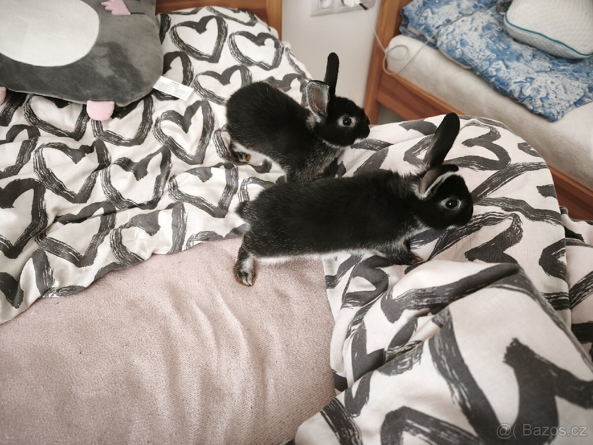Zakrslý králík - 6