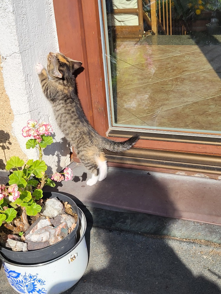 koťátka hezky vybarvená - 6