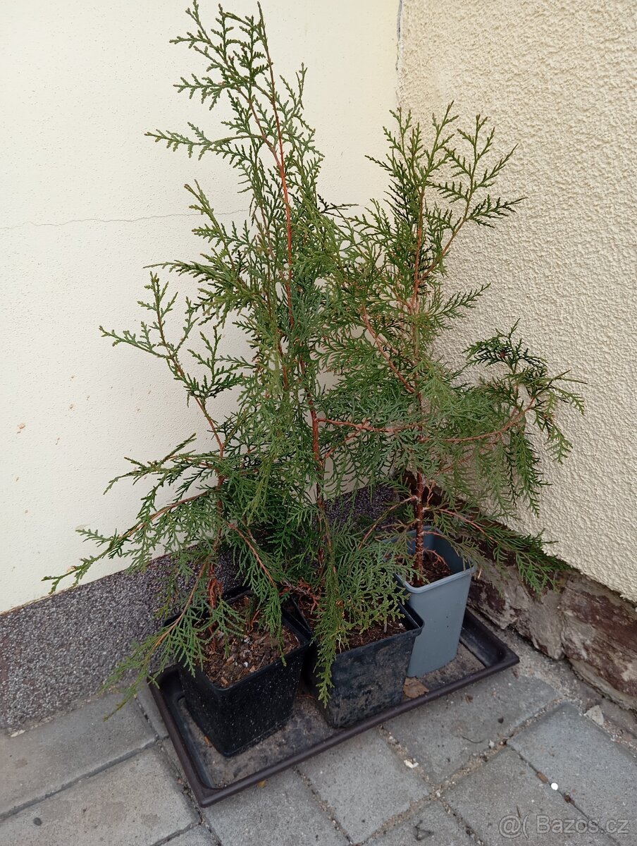 Trvalky a semena rostlin - 6