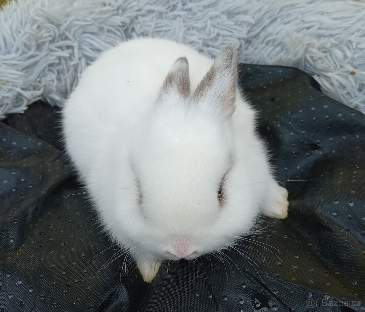 Zakrslý králíček E2 - 6