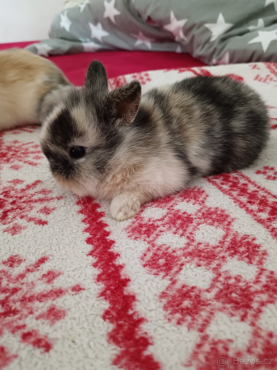 Zakrslý králík králíček - 6