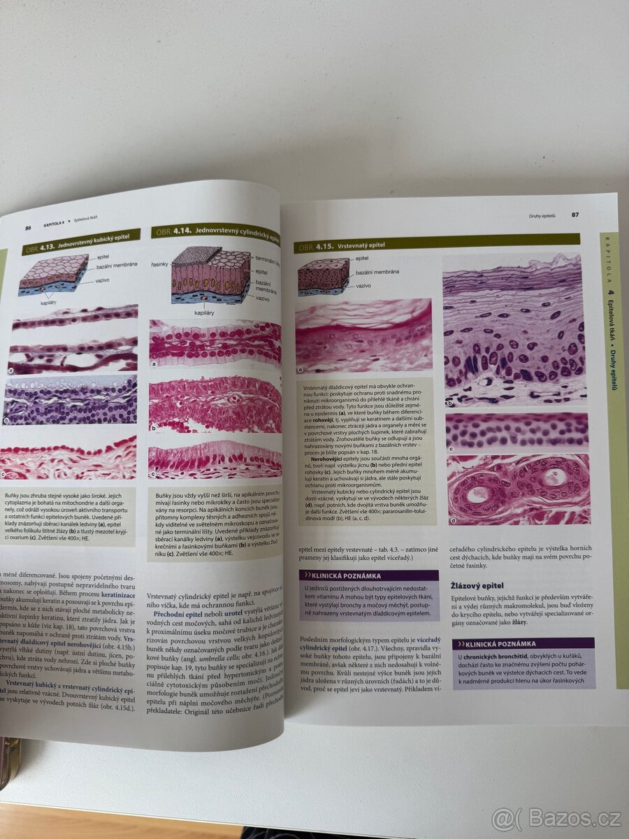 Junqueirovy základy histologie - 6