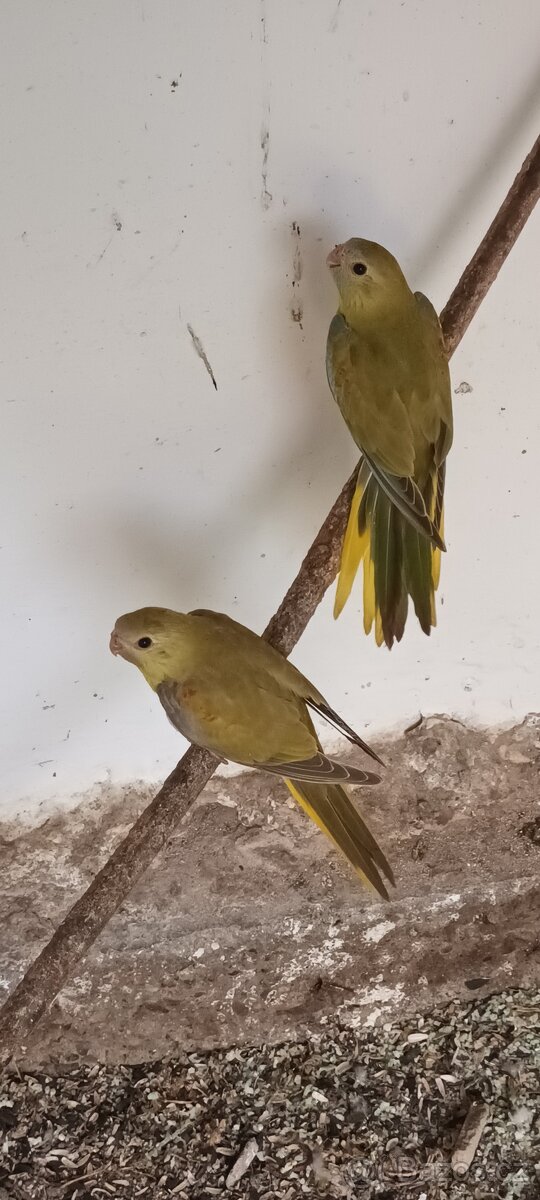 Neoféma tyrkysová skořice 0,1 kr.25 - 6