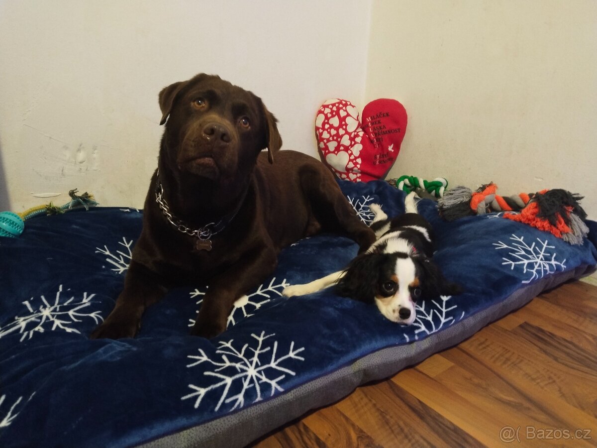 Labradorský retrívr s PP krytí - 6