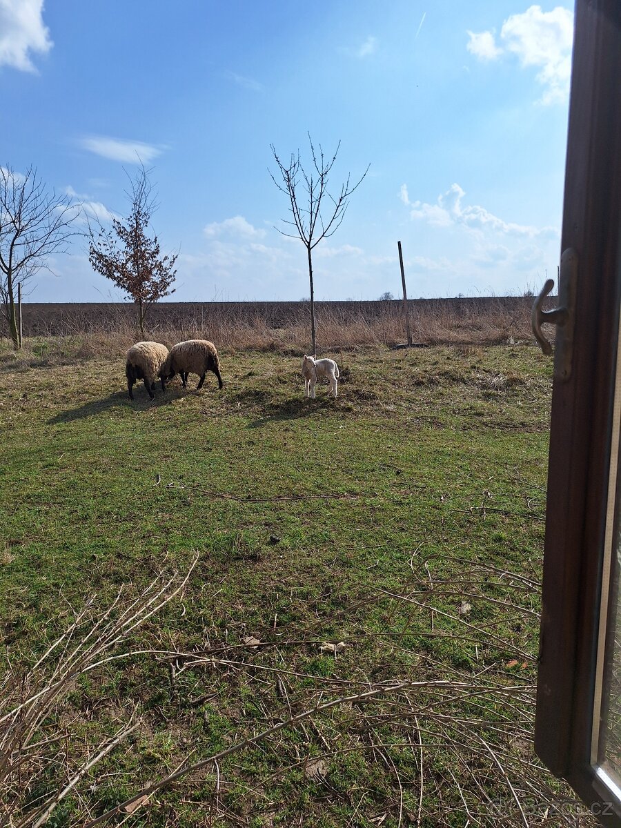 Prodám beránka - 6