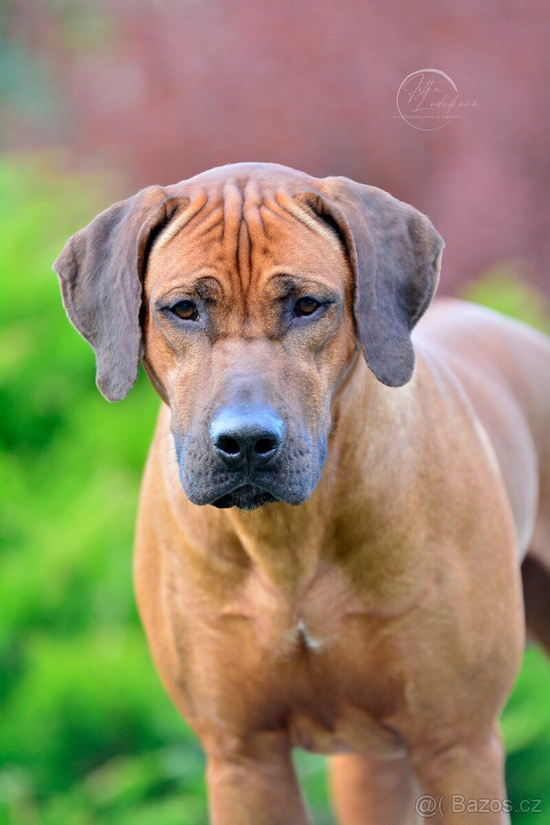 Rhodézský ridgeback s PP - 6