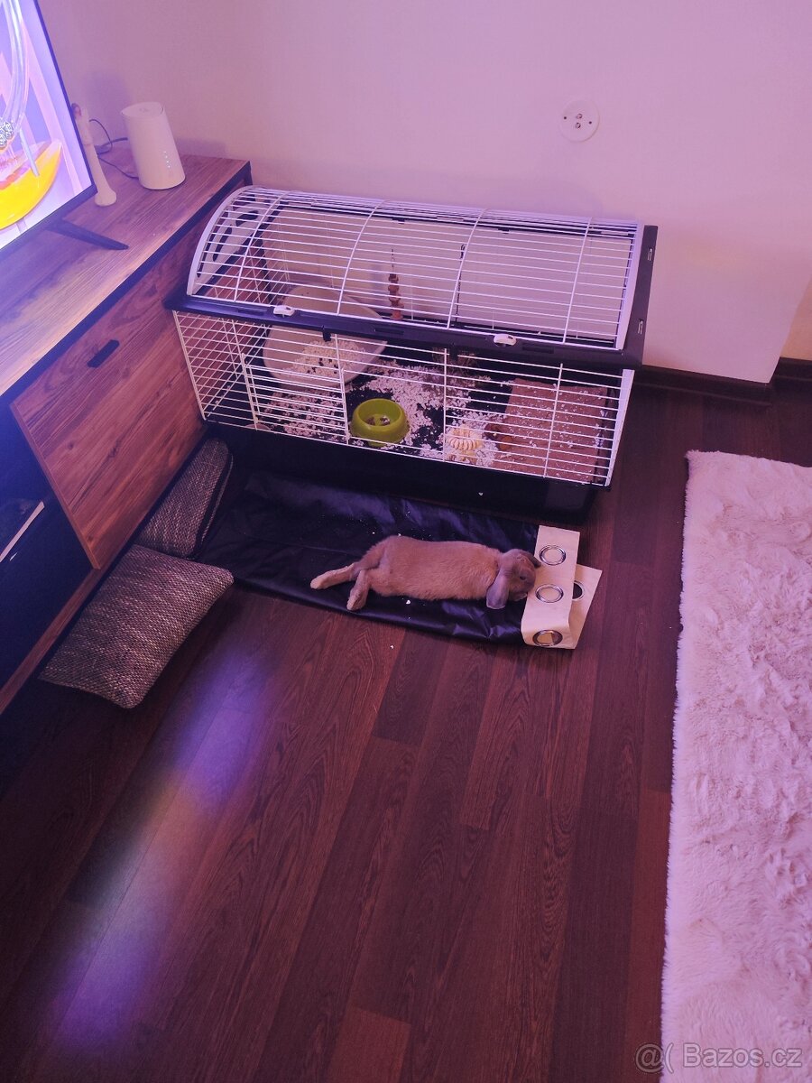 Zakrslý králík beránek - 6