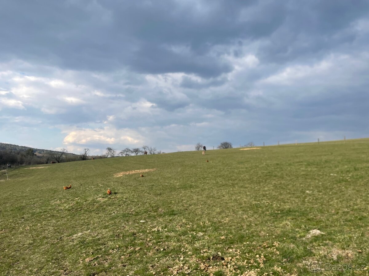 Pastevní ustájení - 6