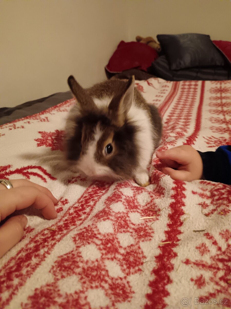 Zakrslý králík králíček Minilop, Lev - 6