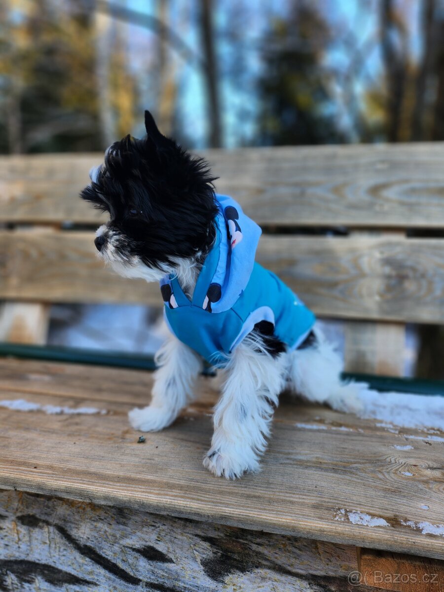 Jorkšírský tetiér - 6