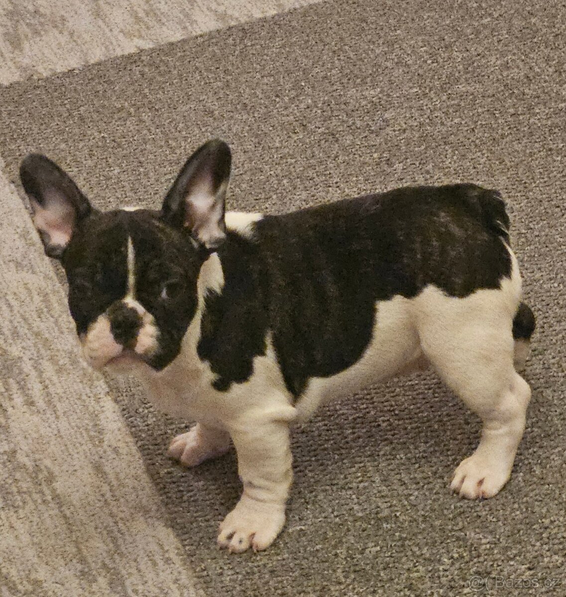 Francouzsky buldocek - 6