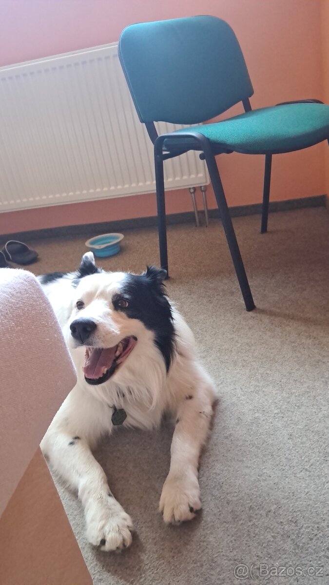 BOC s PP ke krytí - 6