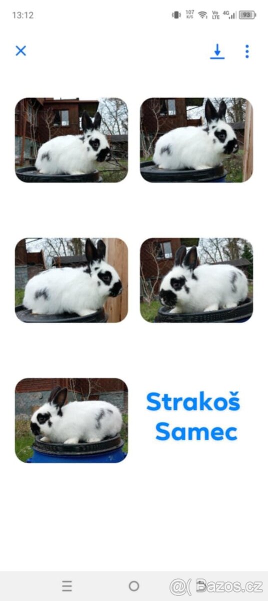 Sameček - NA CHOV ČI MASO 2 - 6