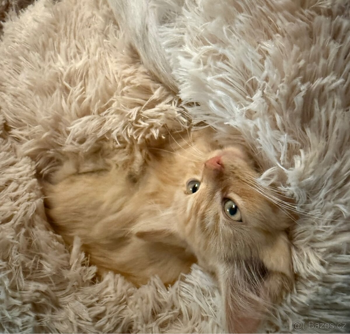 Kocourek, kote, kocour - 6