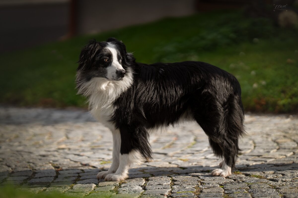 Blue merle bi Miniaturní Americký ovčák / Australský ovčák - 6