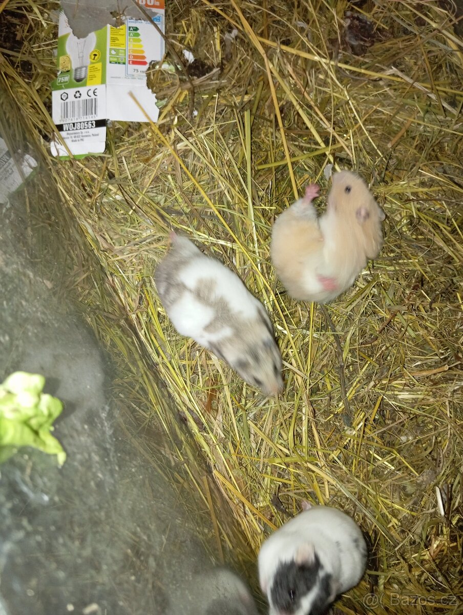 Křeček Syrský samice - 6