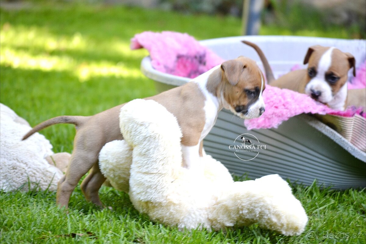 Americký stafordšírský teriér, pes po rodičích z USA - 6