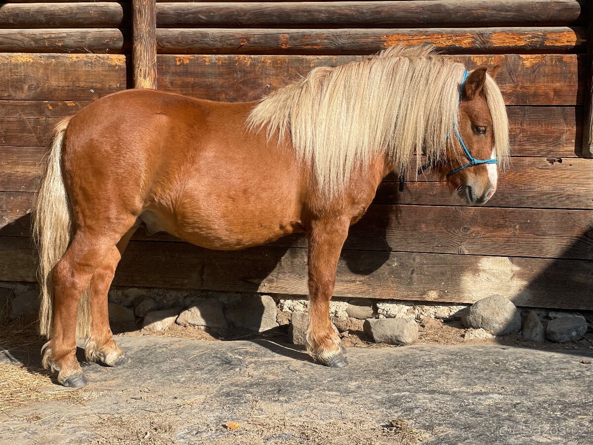2,5 lety hřebec Shetland pony - 6