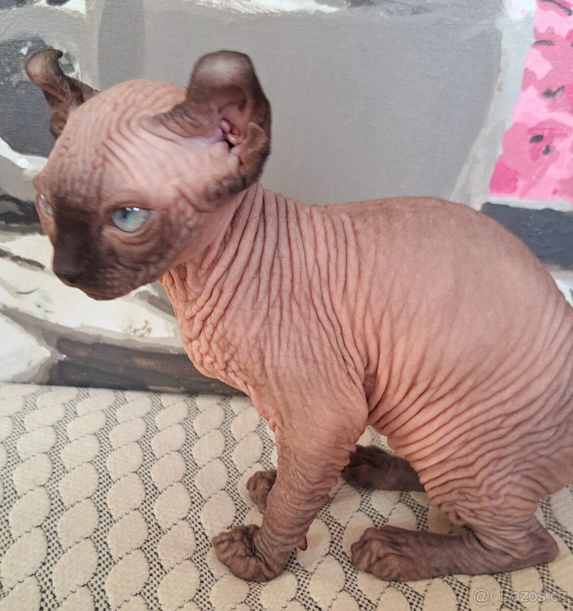 Exkluzivní koťátka Sphynx Elf – možnost rezervace - 6
