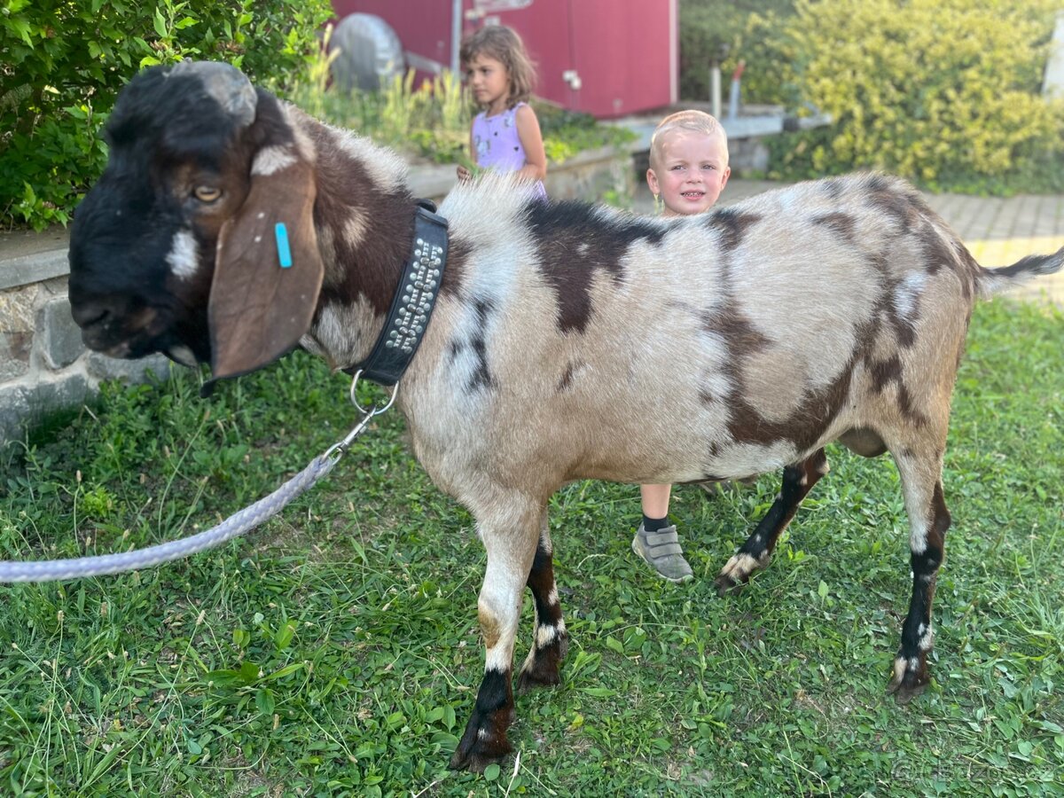 Anglonubijsky kozel - 6