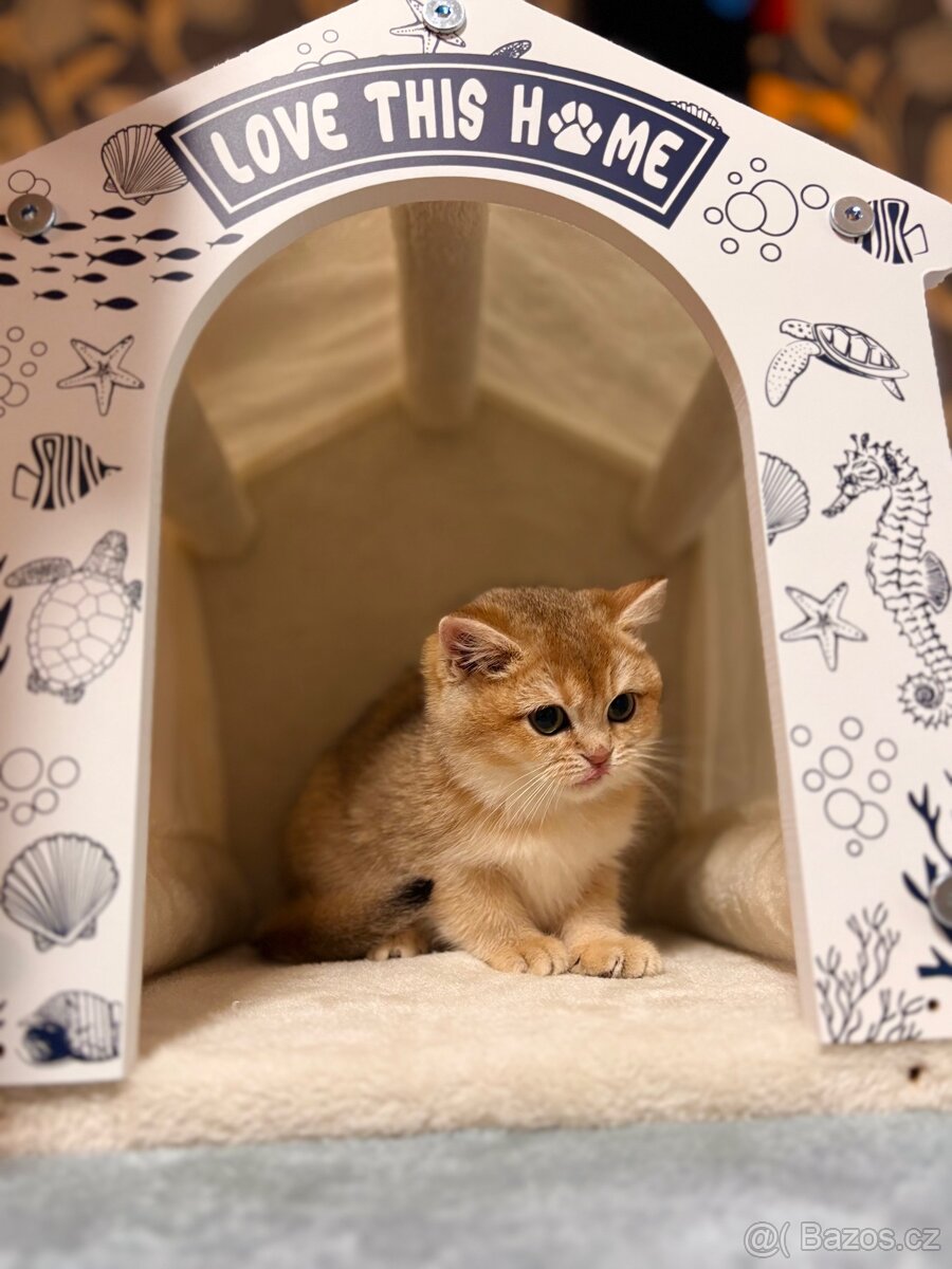 Britská zlatá činčila s PP pro chov - 6