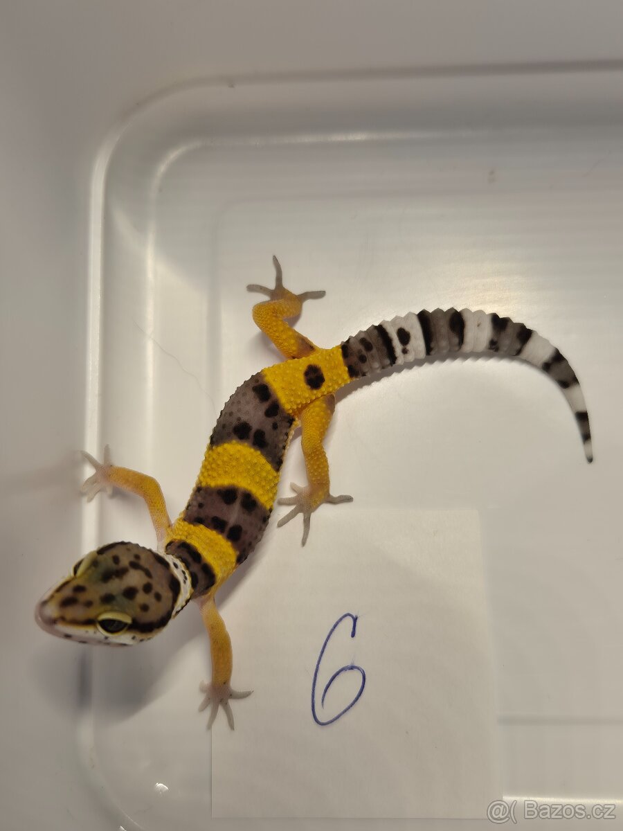 Gekončík noční - 6
