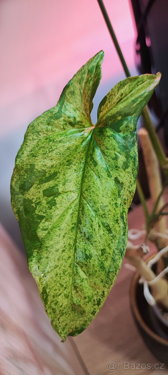 Syngonium - 6