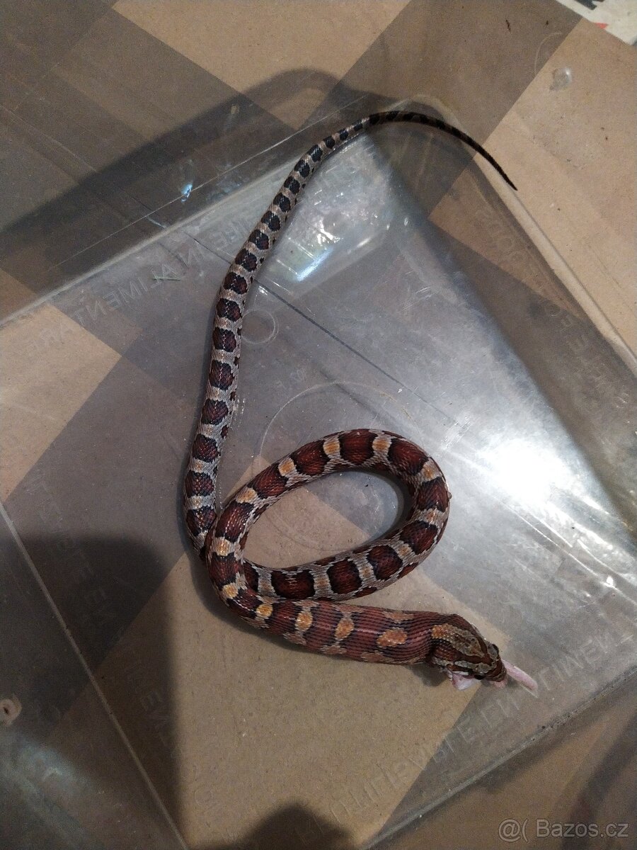 UŽOVKA ČERVENA - 6