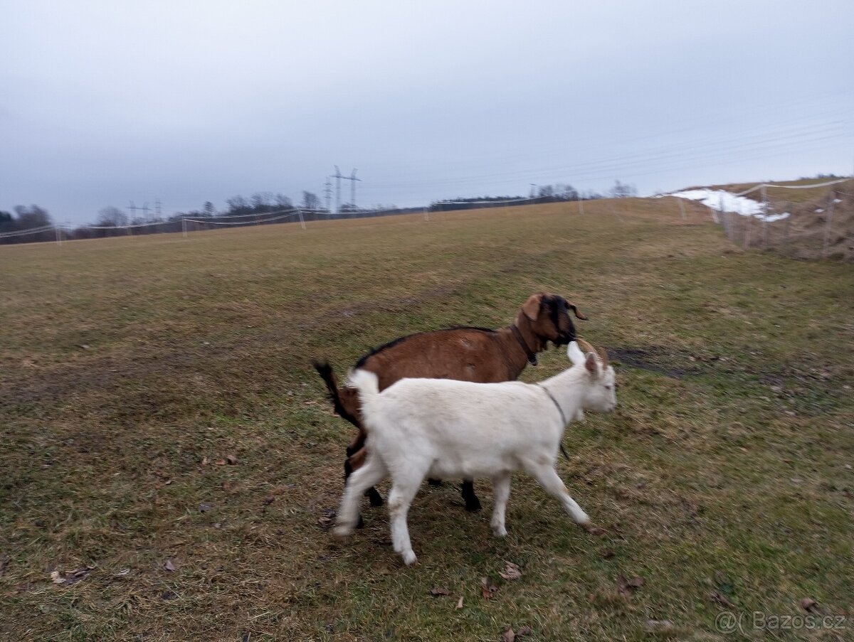 Prodám loňskou kozičku - 6