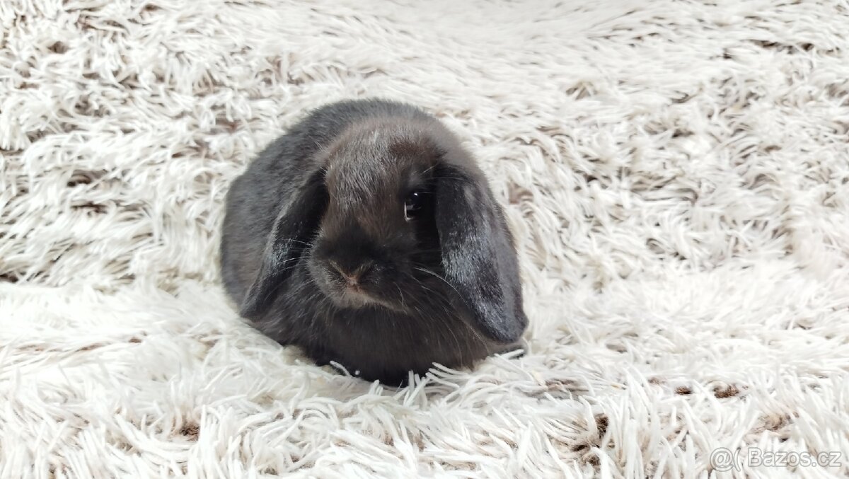 Zakrslý beránek,králík, králíček - BIBI - 6