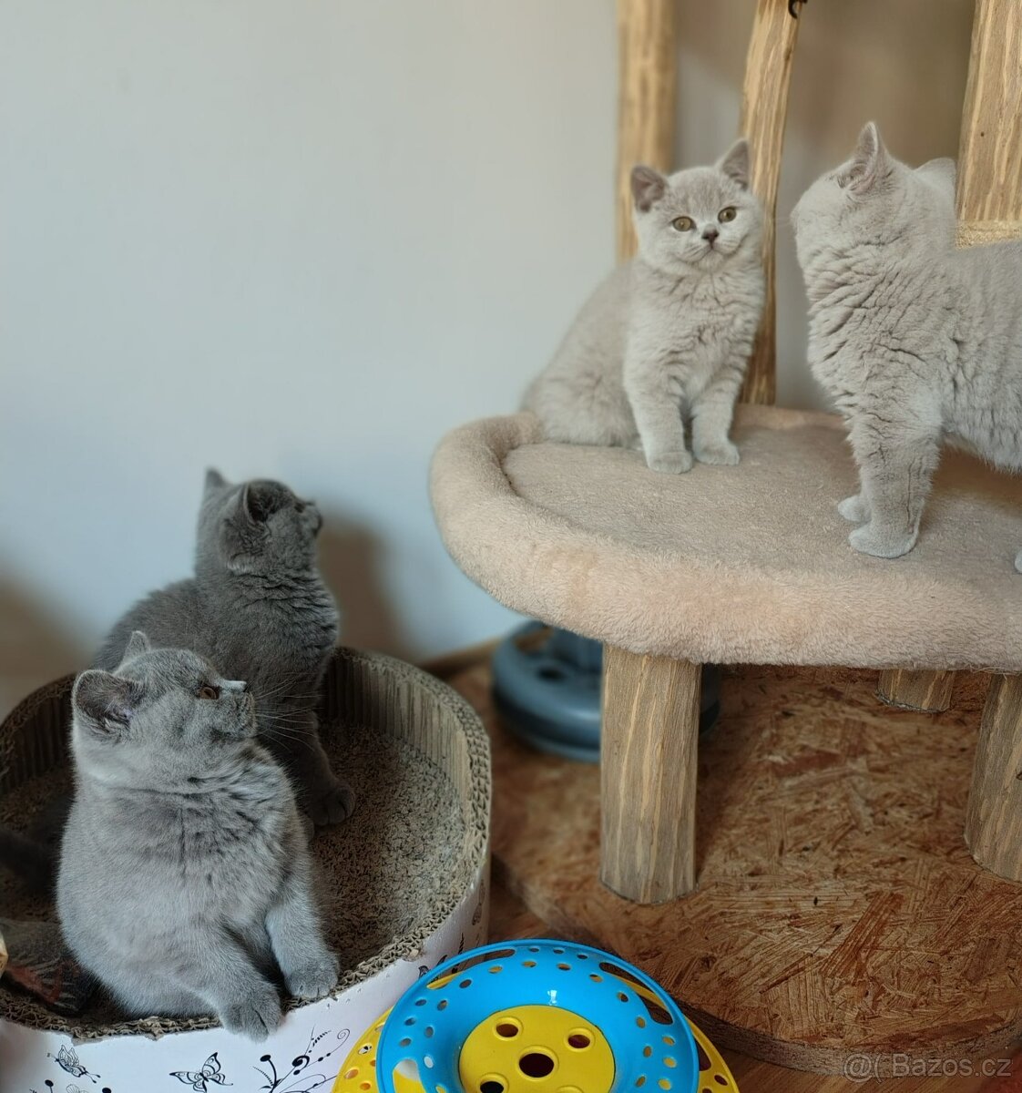 Britská koťátka - 6