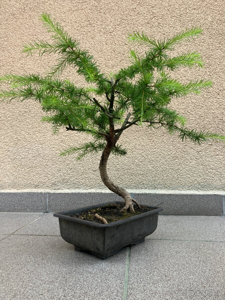 Bonsai, Bonsaj, modřín opadavý - 6